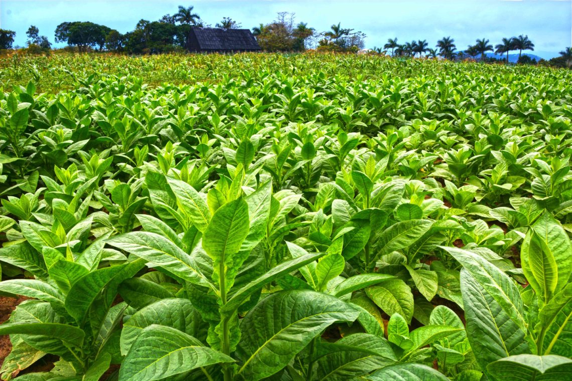 Viñales