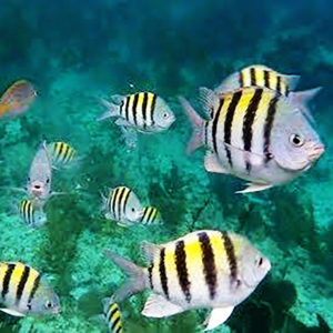 ryby ciekawostki o Kubie przyroda geografia