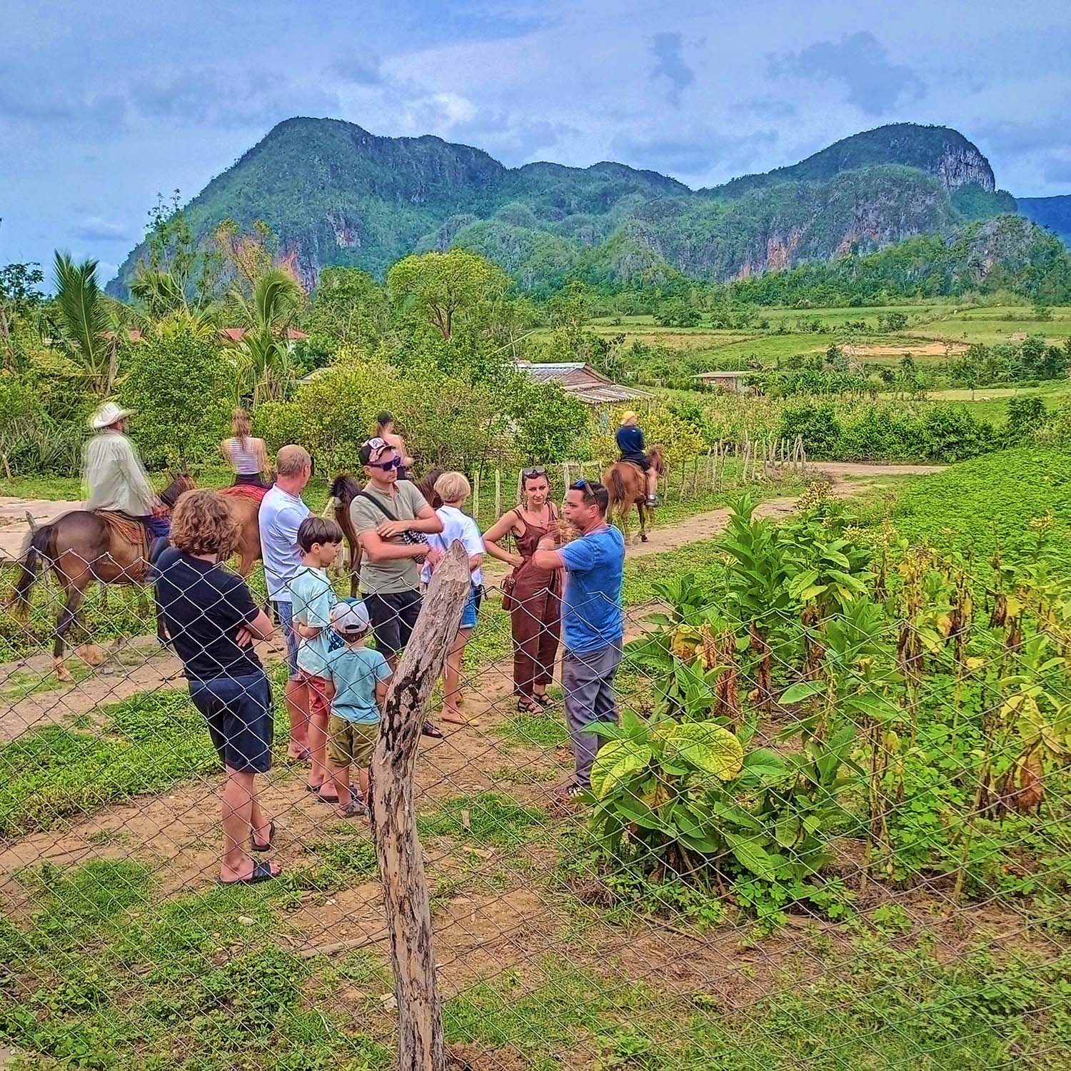 Plantacja tytoniu w Viñales Finka Esmeralda