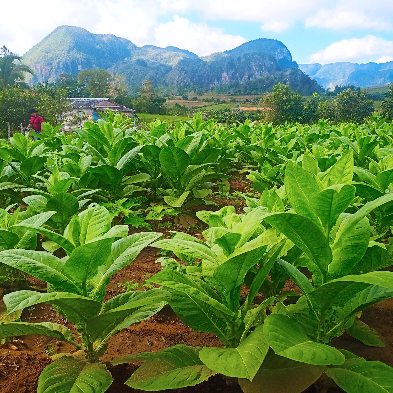 Plantacja tytoniu w Viñales Finka Esmeralda