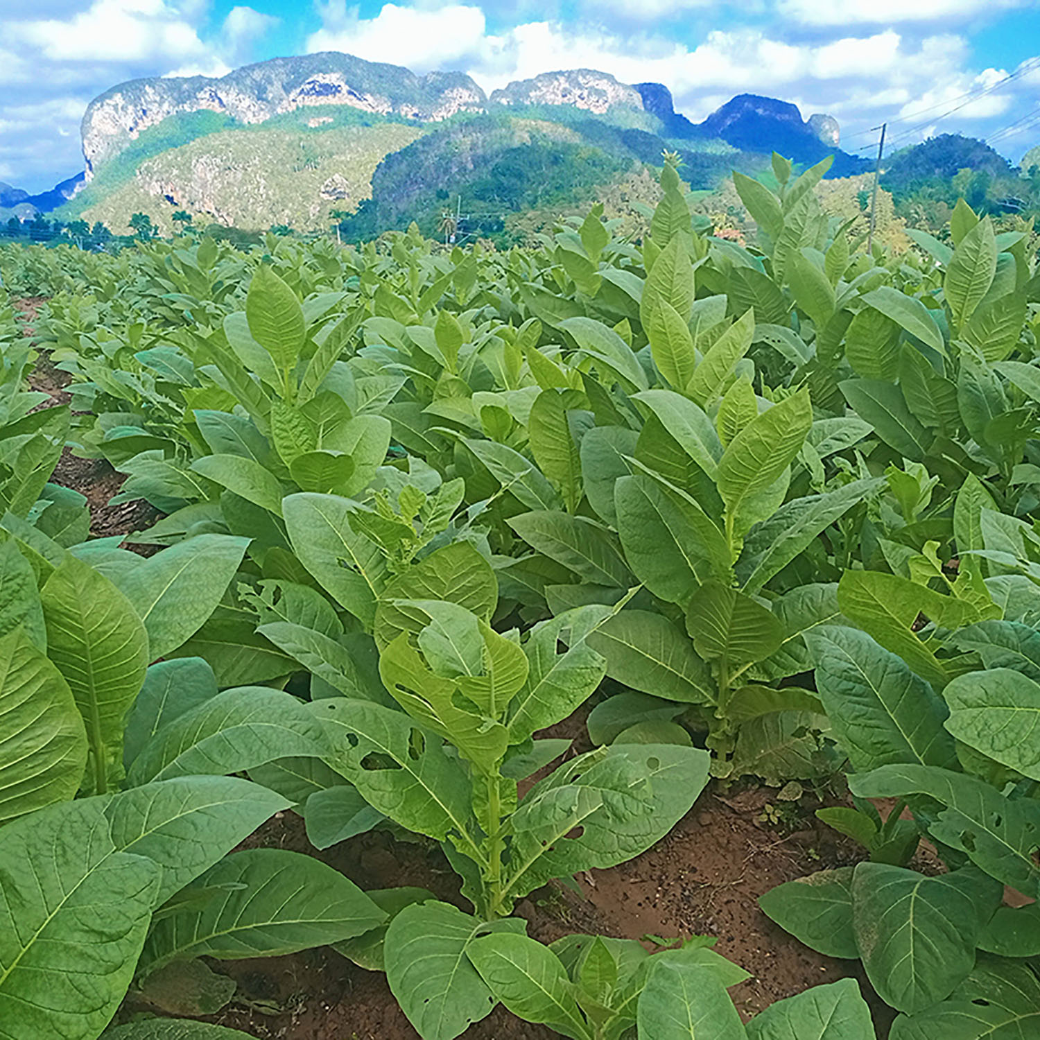 Całodniowa wycieczka z Hawany do Viñales