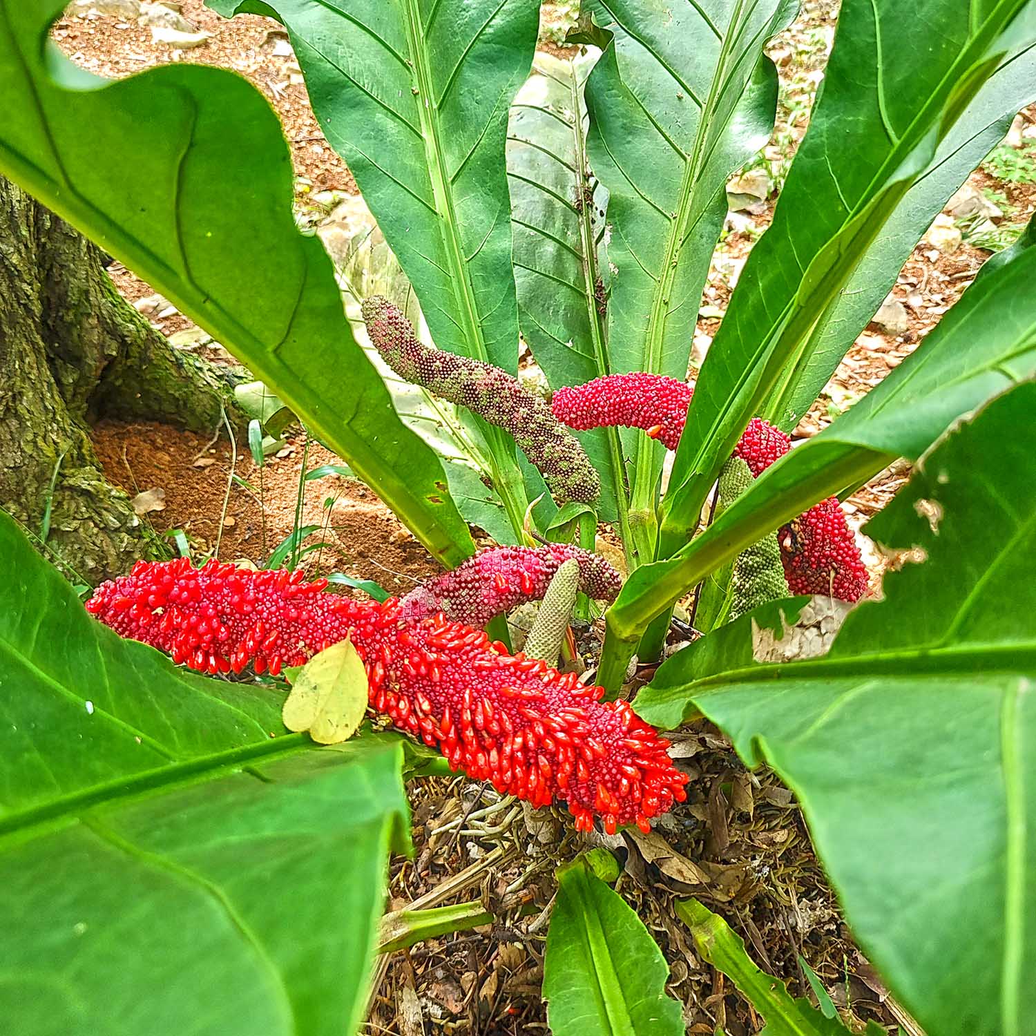 Wycieczka do Soroa i Las Terrazas rezerwat biosfery UNESCO orchidarium storczyki